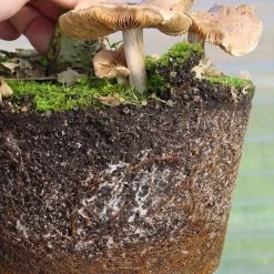 Mykorrhiza Spezial Buche, 250ml -Empfohlener Shop für Topfpflanzen dh1mykbu2503