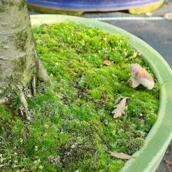 Mykorrhiza Spezial Buche, 500ml -Empfohlener Shop für Topfpflanzen dh1mykbu5004