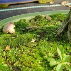 Mykorrhiza L Zur Bodenbeimpfung, 250ml -Empfohlener Shop für Topfpflanzen dh2mykl2504