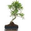 Banyanfeige, Bonsai, 11 Jahre, 53cm -Empfohlener Shop für Topfpflanzen ificret111 02