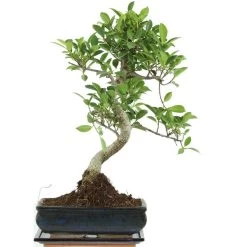 Banyanfeige, Bonsai, 11 Jahre, 53cm