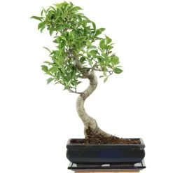 Banyanfeige, Bonsai, 11 Jahre, 50cm