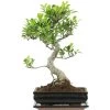Banyanfeige, Bonsai, 11 Jahre, 42cm -Empfohlener Shop für Topfpflanzen ificret111 07