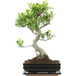 Banyanfeige, Bonsai, 11 Jahre, 42cm
