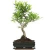 Banyanfeige, Bonsai, 11 Jahre, 49cm -Empfohlener Shop für Topfpflanzen ificret111 08