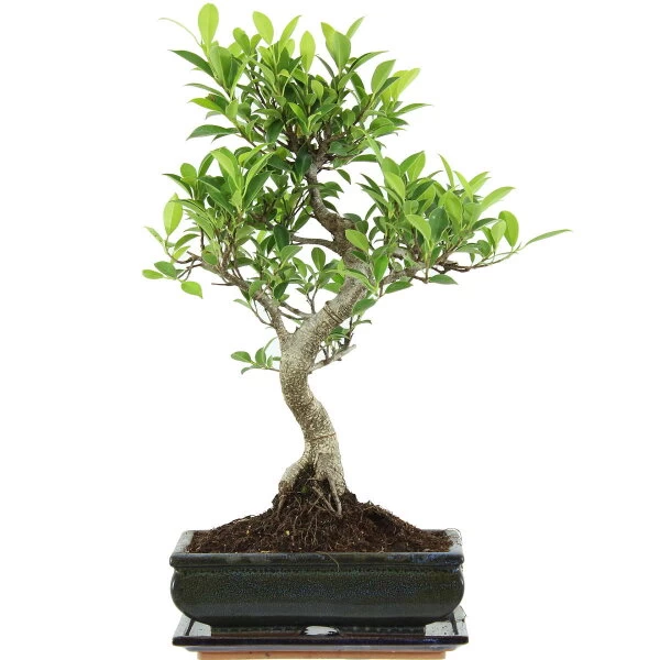 Banyanfeige, Bonsai, 11 Jahre, 49cm 3 Banyanfeige, Bonsai, 11 Jahre, 49cm
