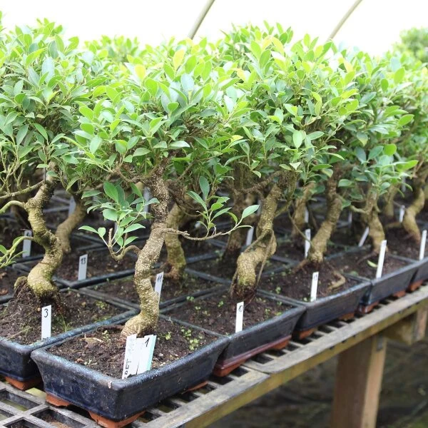 Banyanfeige, Bonsai, 11 Jahre, 49cm 4 Banyanfeige, Bonsai, 11 Jahre, 49cm – Bild 2