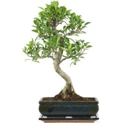 Banyanfeige, Bonsai, 11 Jahre, 45cm