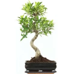 Banyanfeige, Bonsai, 11 Jahre, 51cm