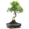 Banyanfeige, Bonsai, 11 Jahre, 47cm 2 Banyanfeige, Bonsai, 11 Jahre, 47cm -Empfohlener Shop für Topfpflanzen ificret111 21