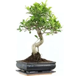 Banyanfeige, Bonsai, 11 Jahre, 47cm