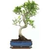 Banyanfeige, Bonsai, 11 Jahre, 48cm -Empfohlener Shop für Topfpflanzen ificret111 23