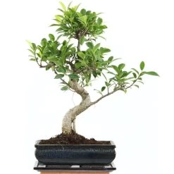 Banyanfeige, Bonsai, 11 Jahre, 46cm