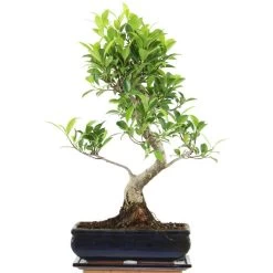 Banyanfeige, Bonsai, 11 Jahre, 46cm
