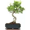 Banyanfeige, Bonsai, 11 Jahre, 44cm -Empfohlener Shop für Topfpflanzen ificret111 37