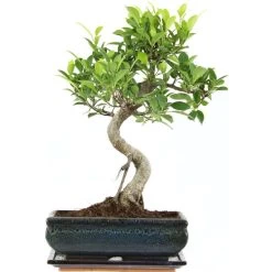Banyanfeige, Bonsai, 11 Jahre, 44cm