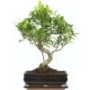 Banyanfeige, Bonsai, 11 Jahre, 44cm -Empfohlener Shop für Topfpflanzen ificret111 47
