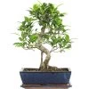 Banyanfeige, Bonsai, 12 Jahre, 45cm -Empfohlener Shop für Topfpflanzen ificret121 01