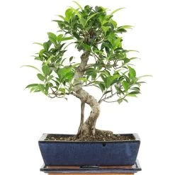 Banyanfeige, Bonsai, 12 Jahre, 45cm