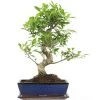Banyanfeige, Bonsai, 12 Jahre, 51cm -Empfohlener Shop für Topfpflanzen ificret121 03