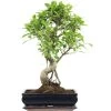 Banyanfeige, Bonsai, 12 Jahre, 55cm -Empfohlener Shop für Topfpflanzen ificret121 08