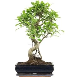 Banyanfeige, Bonsai, 12 Jahre, 55cm
