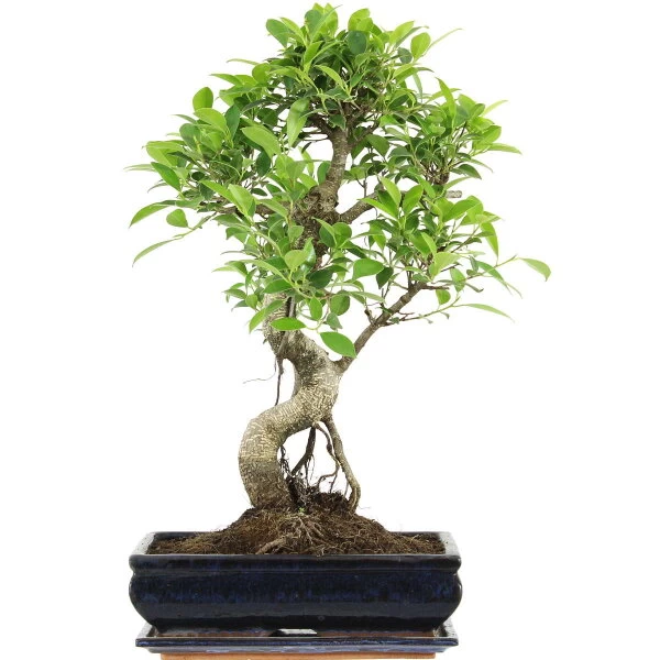 Banyanfeige, Bonsai, 12 Jahre, 55cm 3 Banyanfeige, Bonsai, 12 Jahre, 55cm