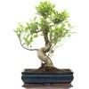 Banyanfeige, Bonsai, 12 Jahre, 46cm -Empfohlener Shop für Topfpflanzen ificret121 21