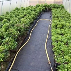 Banyanfeige, Bonsai, 12 Jahre, 46cm -Empfohlener Shop für Topfpflanzen ificret121 213