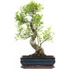 Banyanfeige, Bonsai, 12 Jahre, 54cm -Empfohlener Shop für Topfpflanzen ificret121 27
