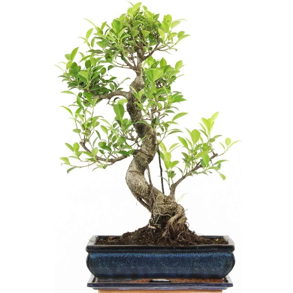 Banyanfeige, Bonsai, 12 Jahre, 54cm 3 Banyanfeige, Bonsai, 12 Jahre, 54cm