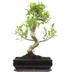 Banyanfeige, Bonsai, 12 Jahre, 49cm