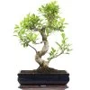 Banyanfeige, Bonsai, 12 Jahre, 48cm 1 Banyanfeige, Bonsai, 12 Jahre, 48cm -Empfohlener Shop für Topfpflanzen ificret121 39