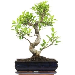 Banyanfeige, Bonsai, 12 Jahre, 48cm