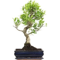 Banyanfeige, Bonsai, 12 Jahre, 57cm