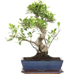Banyanfeige, Bonsai, 12 Jahre, 47cm