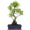 Banyanfeige, Bonsai, 12 Jahre, 56cm -Empfohlener Shop für Topfpflanzen ificret121 50