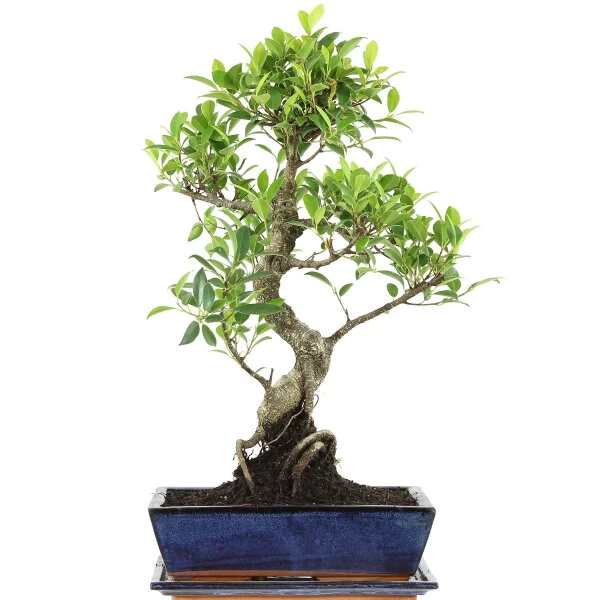 Banyanfeige, Bonsai, 12 Jahre, 56cm 3 Banyanfeige, Bonsai, 12 Jahre, 56cm
