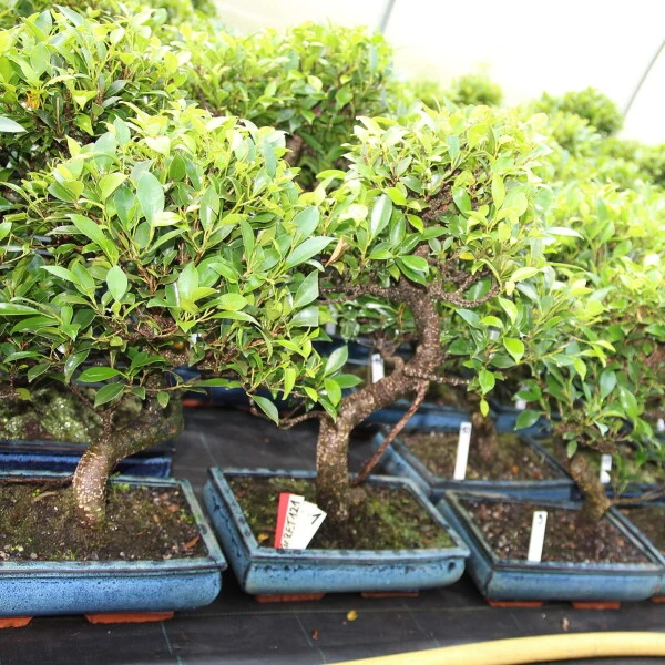 Banyanfeige, Bonsai, 12 Jahre, 56cm 4 Banyanfeige, Bonsai, 12 Jahre, 56cm – Bild 2