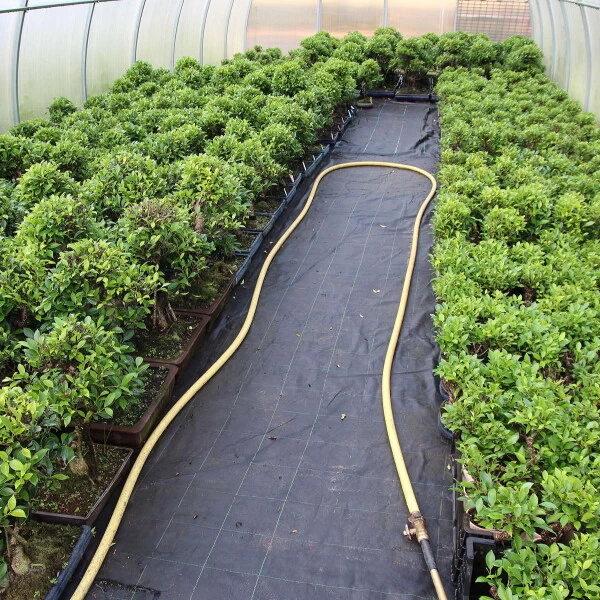 Banyanfeige, Bonsai, 12 Jahre, 56cm 5 Banyanfeige, Bonsai, 12 Jahre, 56cm – Bild 3