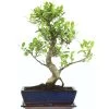 Banyanfeige, Bonsai, 12 Jahre, 50cm -Empfohlener Shop für Topfpflanzen ificret121 52