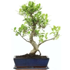 Banyanfeige, Bonsai, 12 Jahre, 50cm