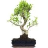 Banyanfeige, Bonsai, 12 Jahre, 53cm -Empfohlener Shop für Topfpflanzen ificret121 55