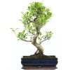 Banyanfeige, Bonsai, 12 Jahre, 51cm -Empfohlener Shop für Topfpflanzen ificret121 62