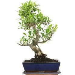 Banyanfeige, Bonsai, 12 Jahre, 52cm