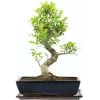 Banyanfeige, Bonsai, 14 Jahre, 51cm -Empfohlener Shop für Topfpflanzen ificret141 03