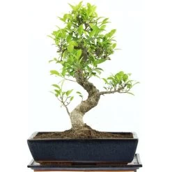Banyanfeige, Bonsai, 14 Jahre, 51cm
