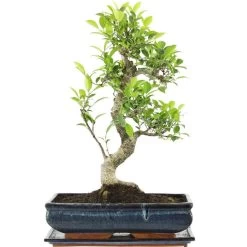 Banyanfeige, Bonsai, 14 Jahre, 56cm