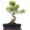 Banyanfeige, Bonsai, 14 Jahre, 53cm -Empfohlener Shop für Topfpflanzen ificret141 22