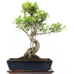 Banyanfeige, Bonsai, 14 Jahre, 53cm